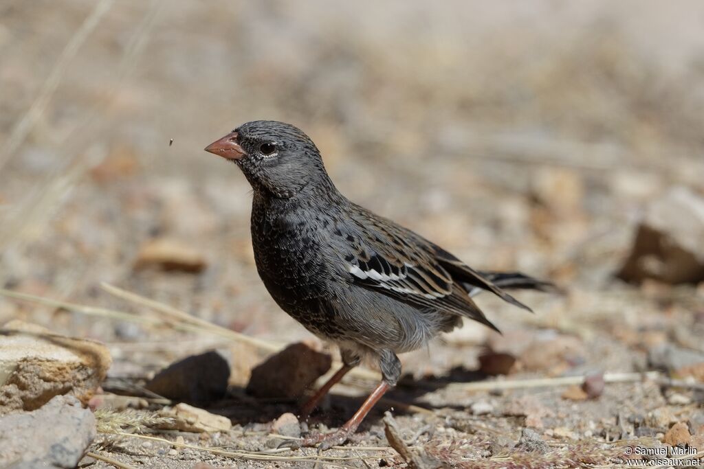 Mourning Sierra Finch male adult, fishing/hunting