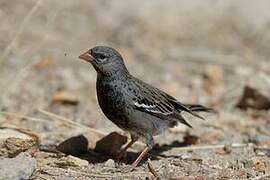 Mourning Sierra Finch