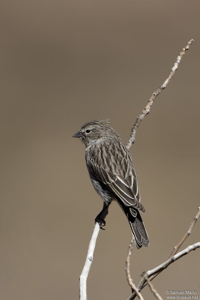 Ash-breasted Sierra Finch male adult