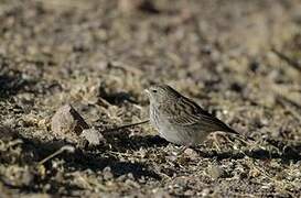 Ash-breasted Sierra Finch