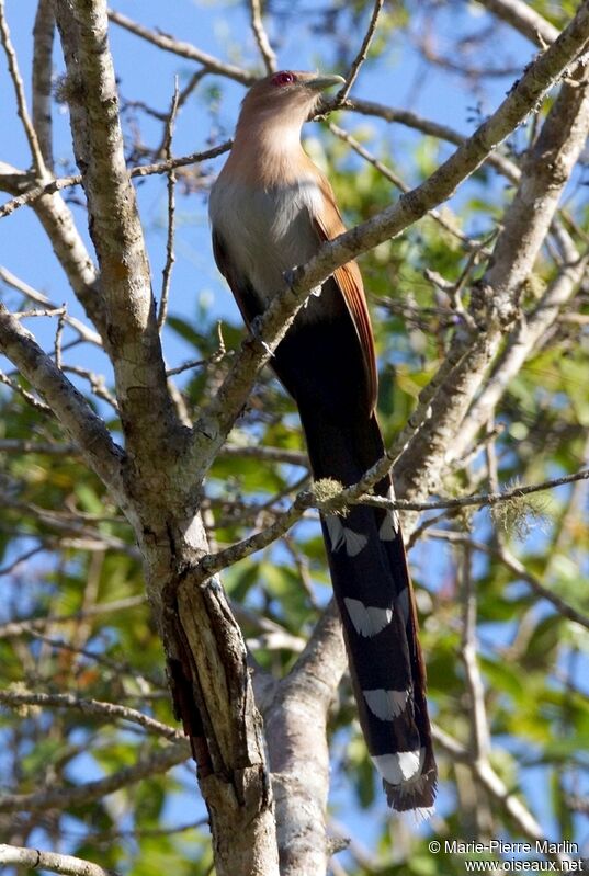 Squirrel Cuckooadult