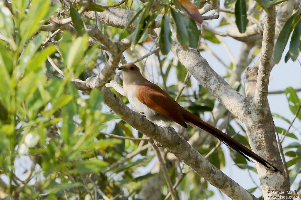 Squirrel Cuckoo