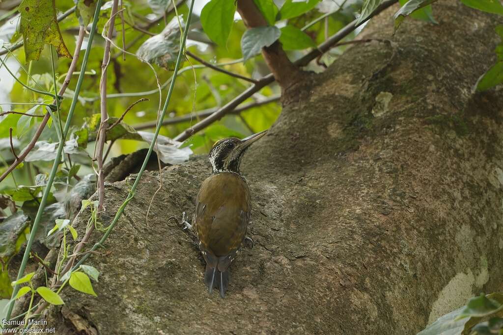 Pic à couronne d'or mâle adulte, habitat, pigmentation