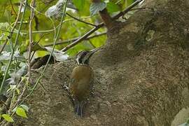 Yellow-crested Woodpecker