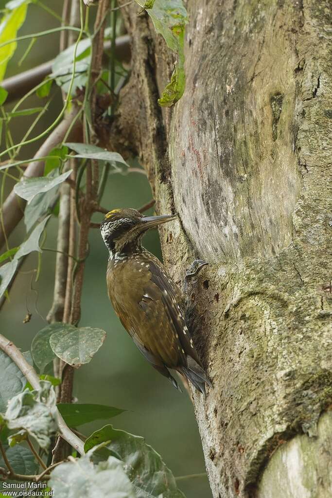 Pic à couronne d'or mâle adulte, identification