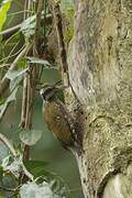 Yellow-crested Woodpecker