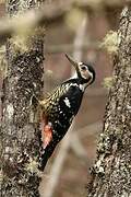 White-backed Woodpecker