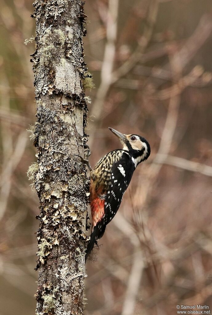 White-backed Woodpecker female adult