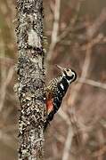 White-backed Woodpecker