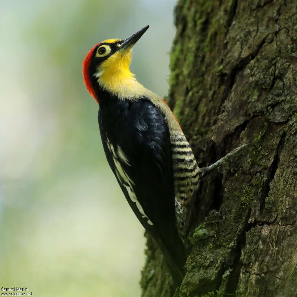 Yellow-fronted Woodpecker male adult, identification