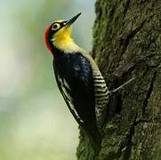 Yellow-fronted Woodpecker