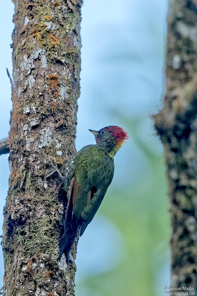 Lesser Yellownapeadult