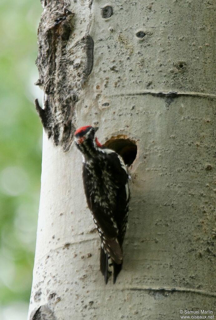 Red-naped Sapsuckeradult