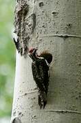 Red-naped Sapsucker