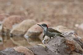 Golden-tailed Woodpecker