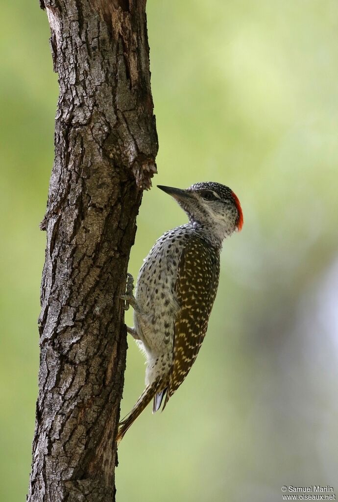 Golden-tailed Woodpeckeradult