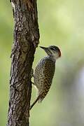 Golden-tailed Woodpecker