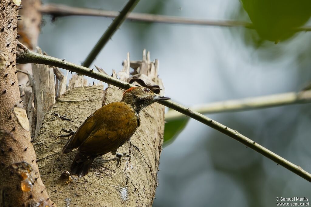 Melancholy Woodpeckeradult