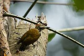 Melancholy Woodpecker