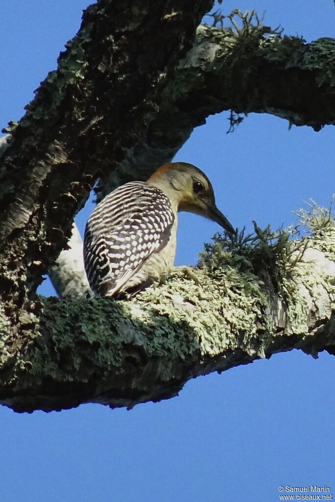 Red-bellied Woodpeckerjuvenile