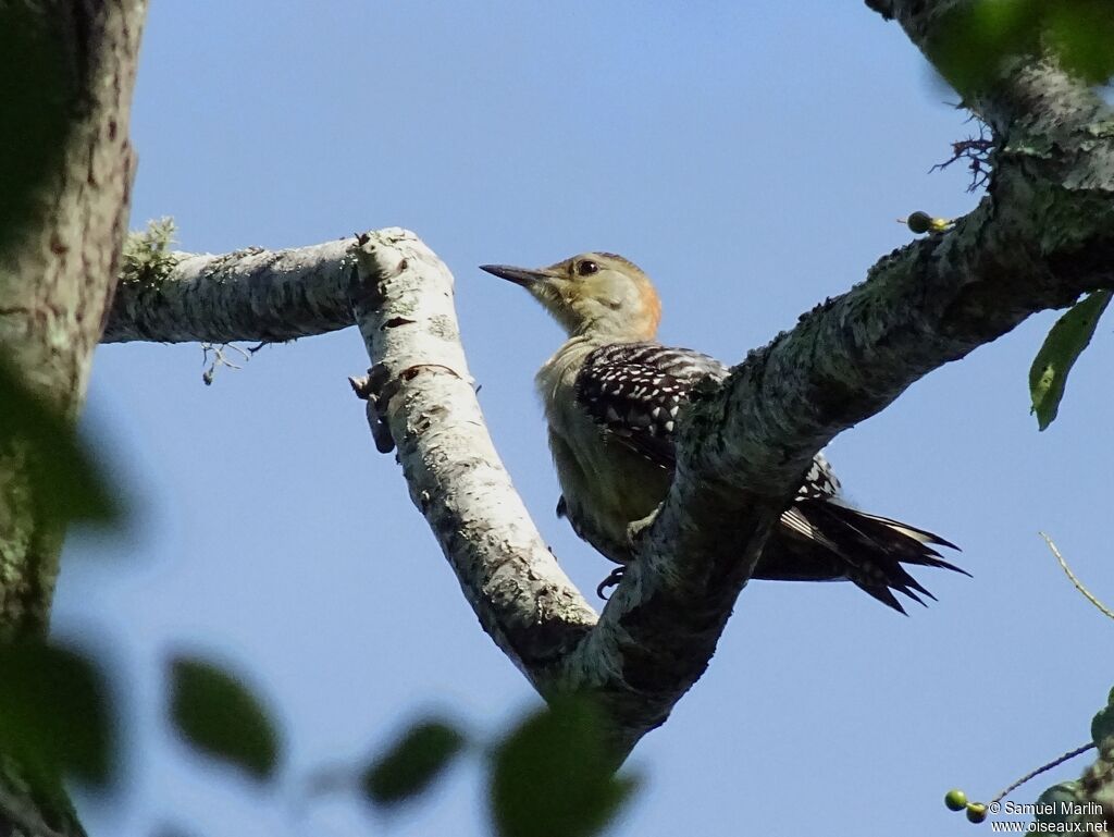 Red-bellied Woodpecker