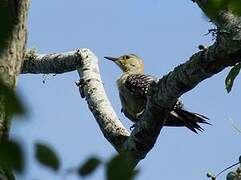 Red-bellied Woodpecker