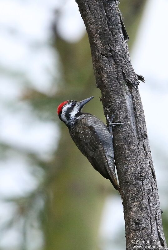 Bearded Woodpecker male adult