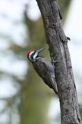 Bearded Woodpecker