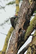 Bearded Woodpecker