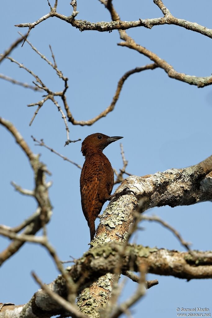 Rufous Woodpeckeradult