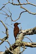 Rufous Woodpecker