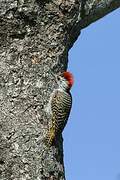 Cardinal Woodpecker