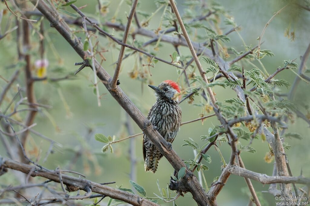 Cardinal Woodpeckeradult