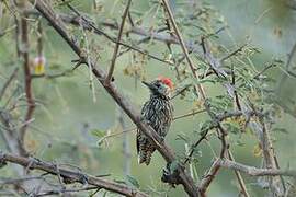 Cardinal Woodpecker