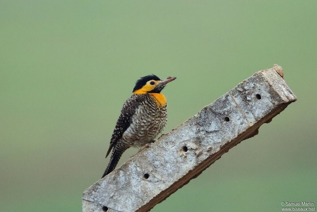 Campo Flicker