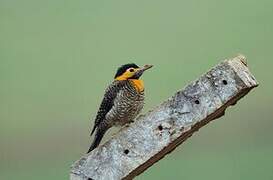 Campo Flicker