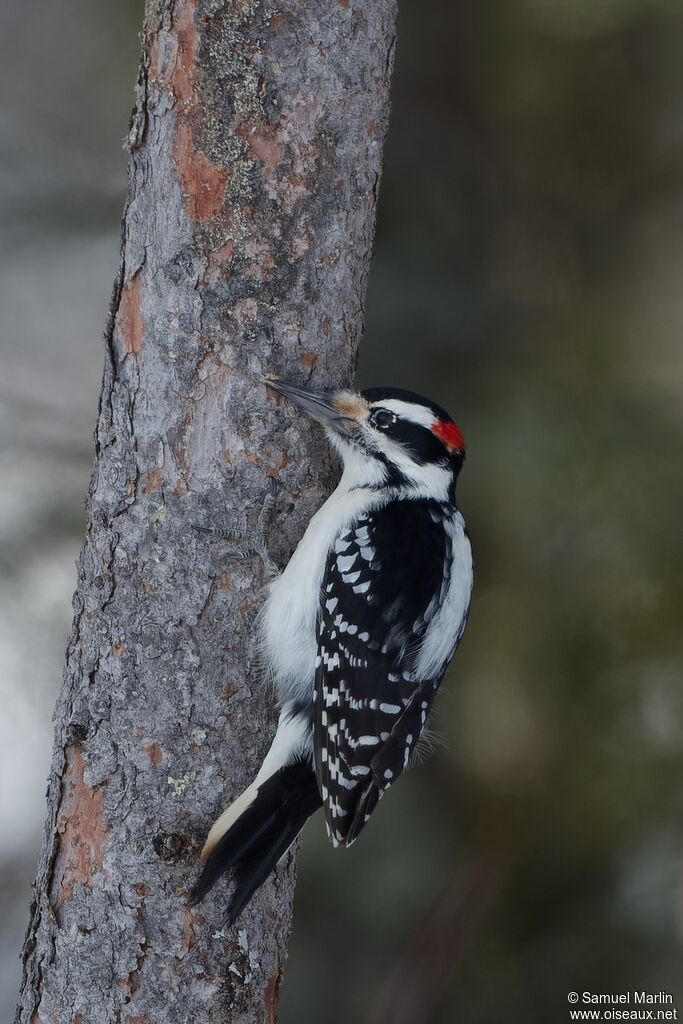 Hairy Woodpecker male adult