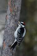 Hairy Woodpecker