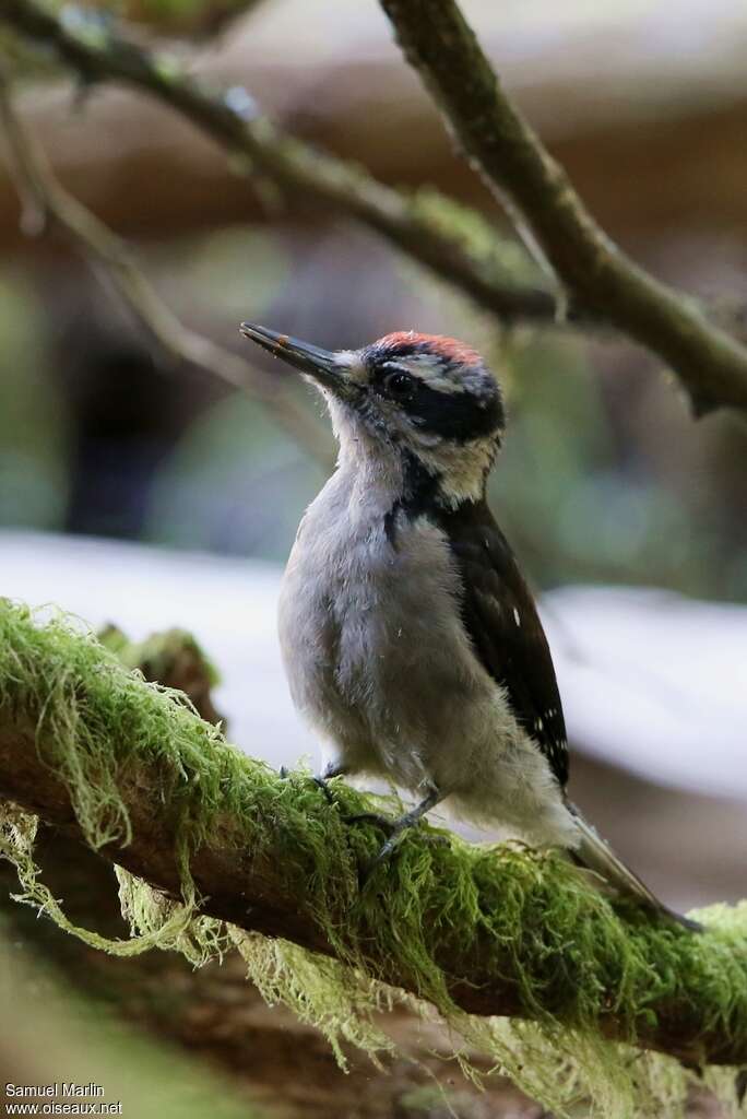 Pic chevelujuvénile, identification