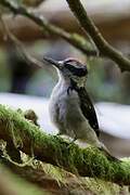 Hairy Woodpecker