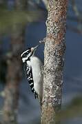 Hairy Woodpecker