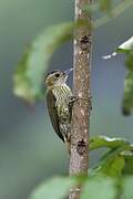 Elliot's Woodpecker