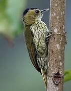 Elliot's Woodpecker