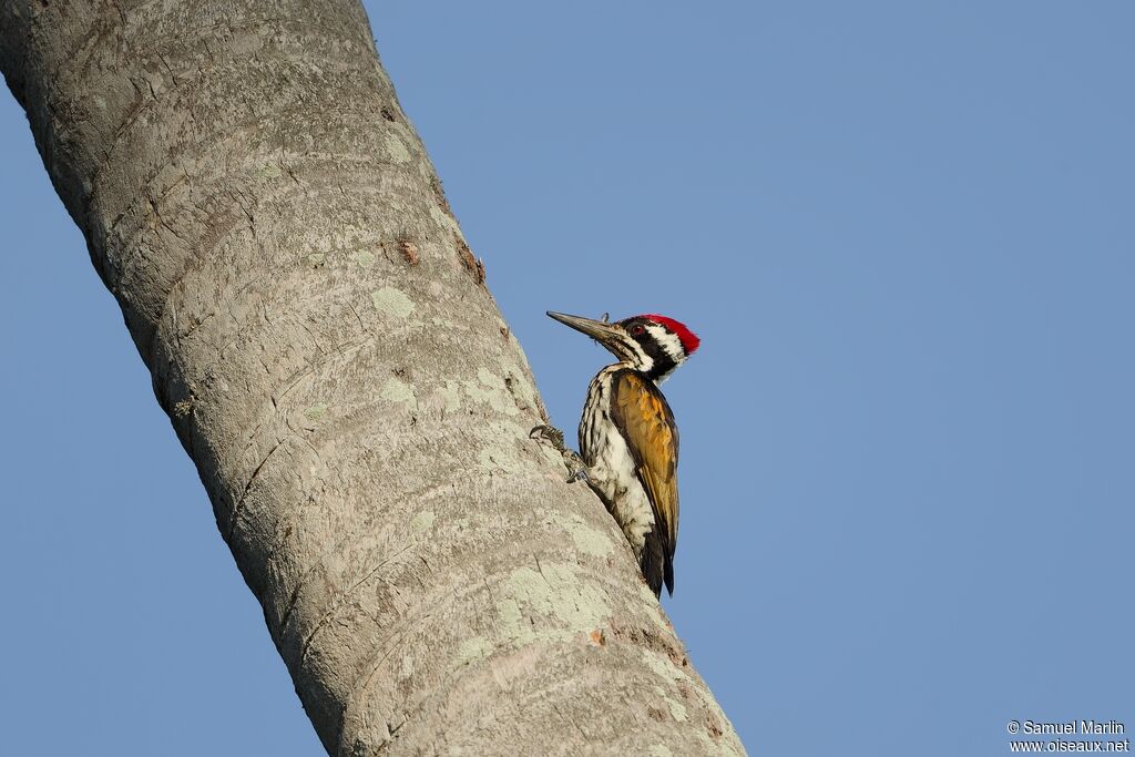 White-naped Woodpecker male adult