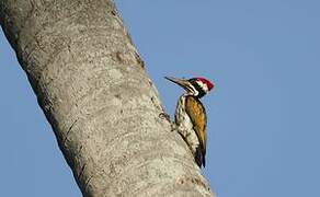 White-naped Woodpecker