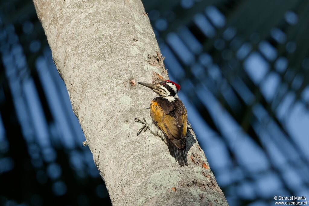 White-naped Woodpecker male adult