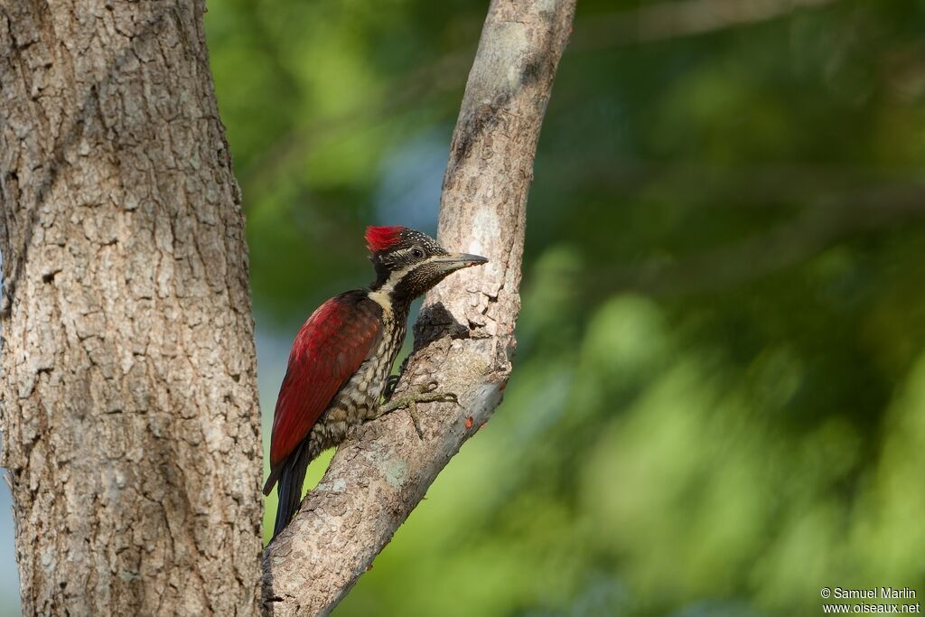 Red-backed Flameback female adult