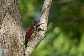 Red-backed Flameback