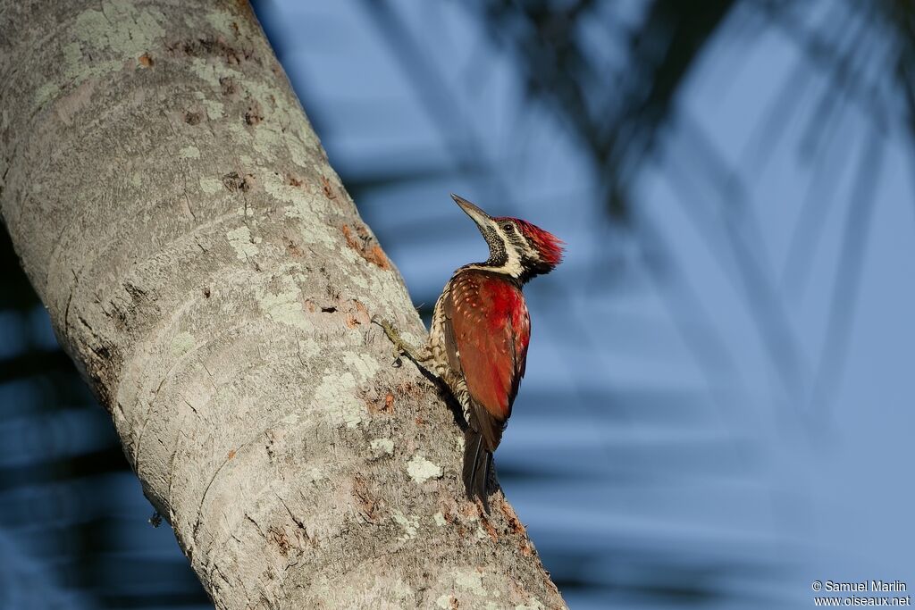 Red-backed Flameback