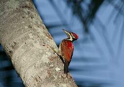 Red-backed Flameback